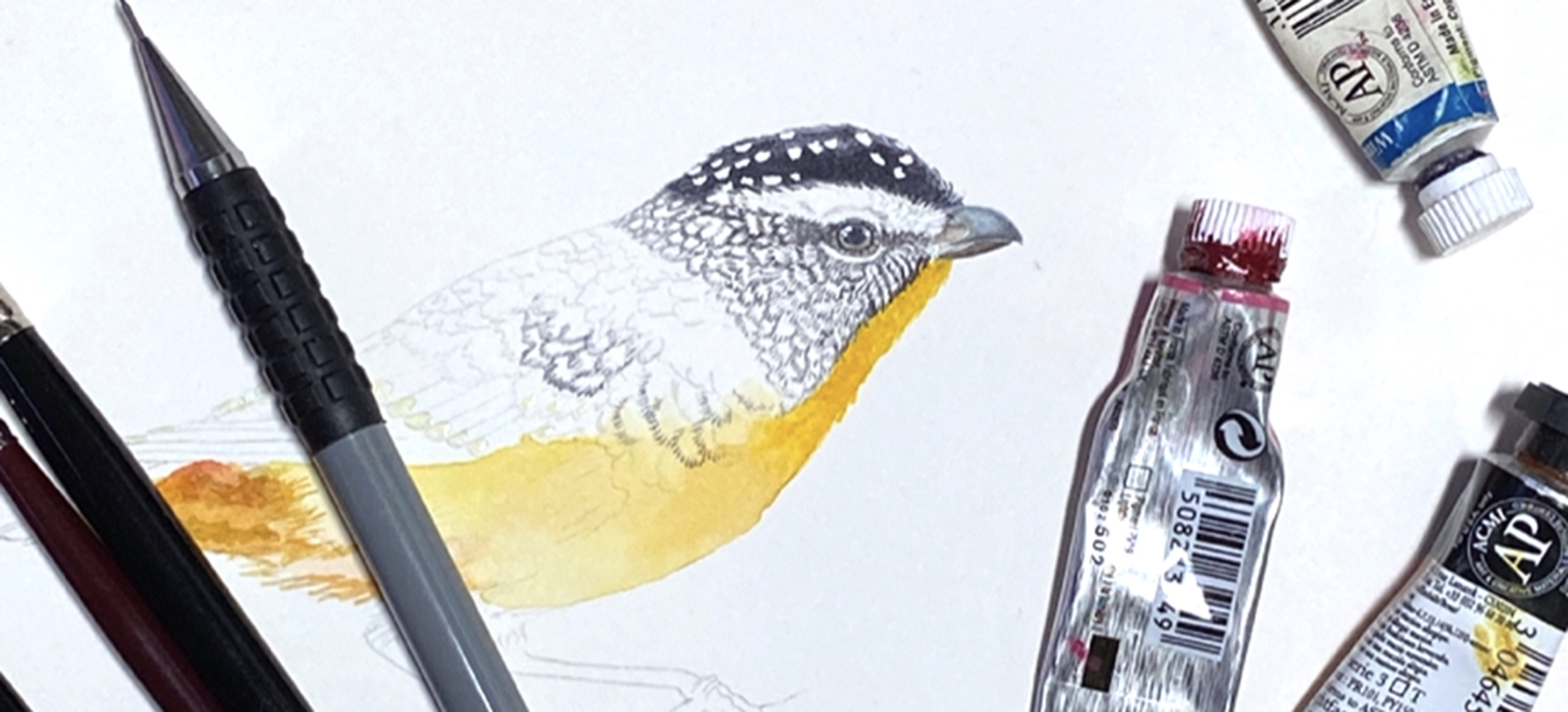 Paint A Spotted Pardalote – Workshop With David Reynolds