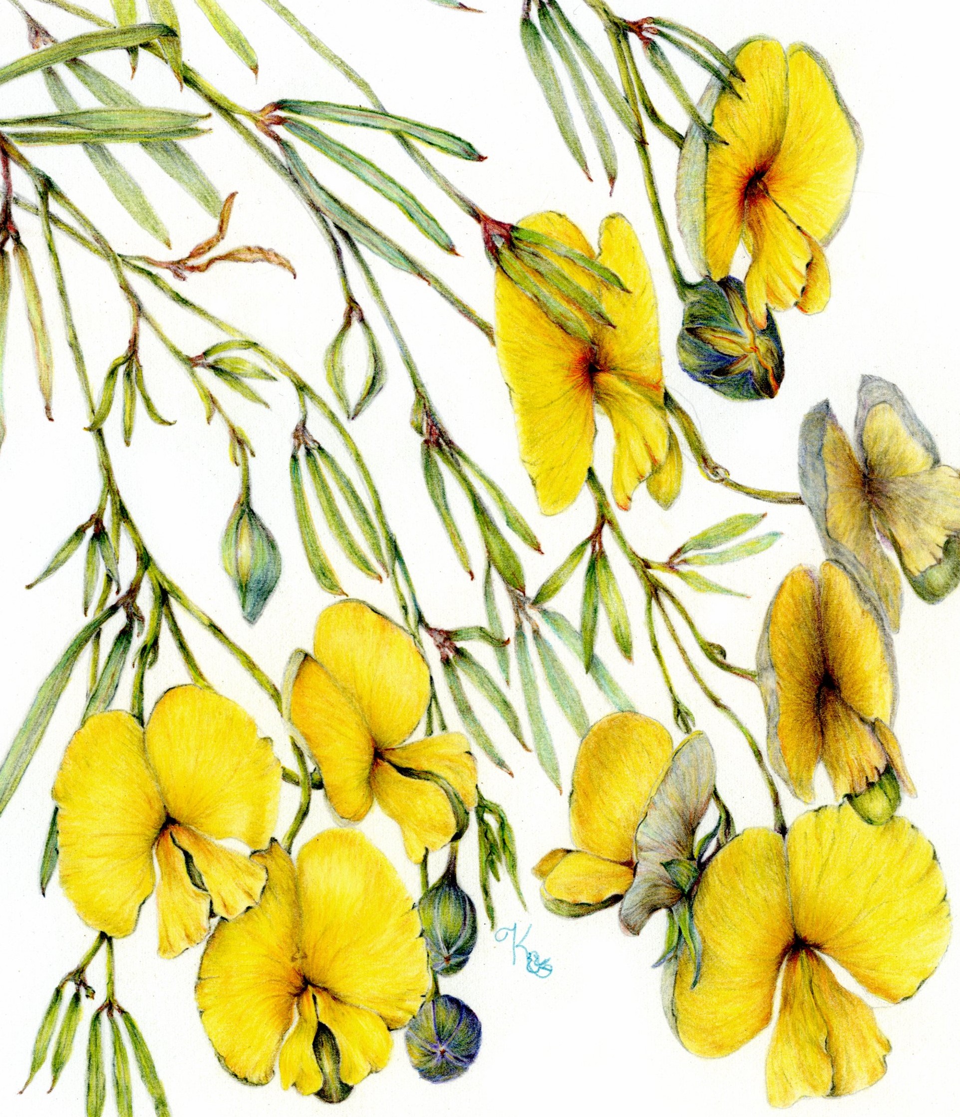 Botanical Illustrators